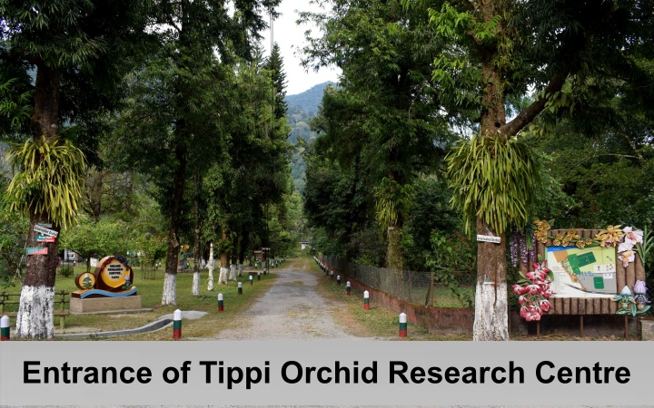 Tippi Orchid Research Centre, Arunachal Pradesh